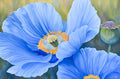 Blue Poppies