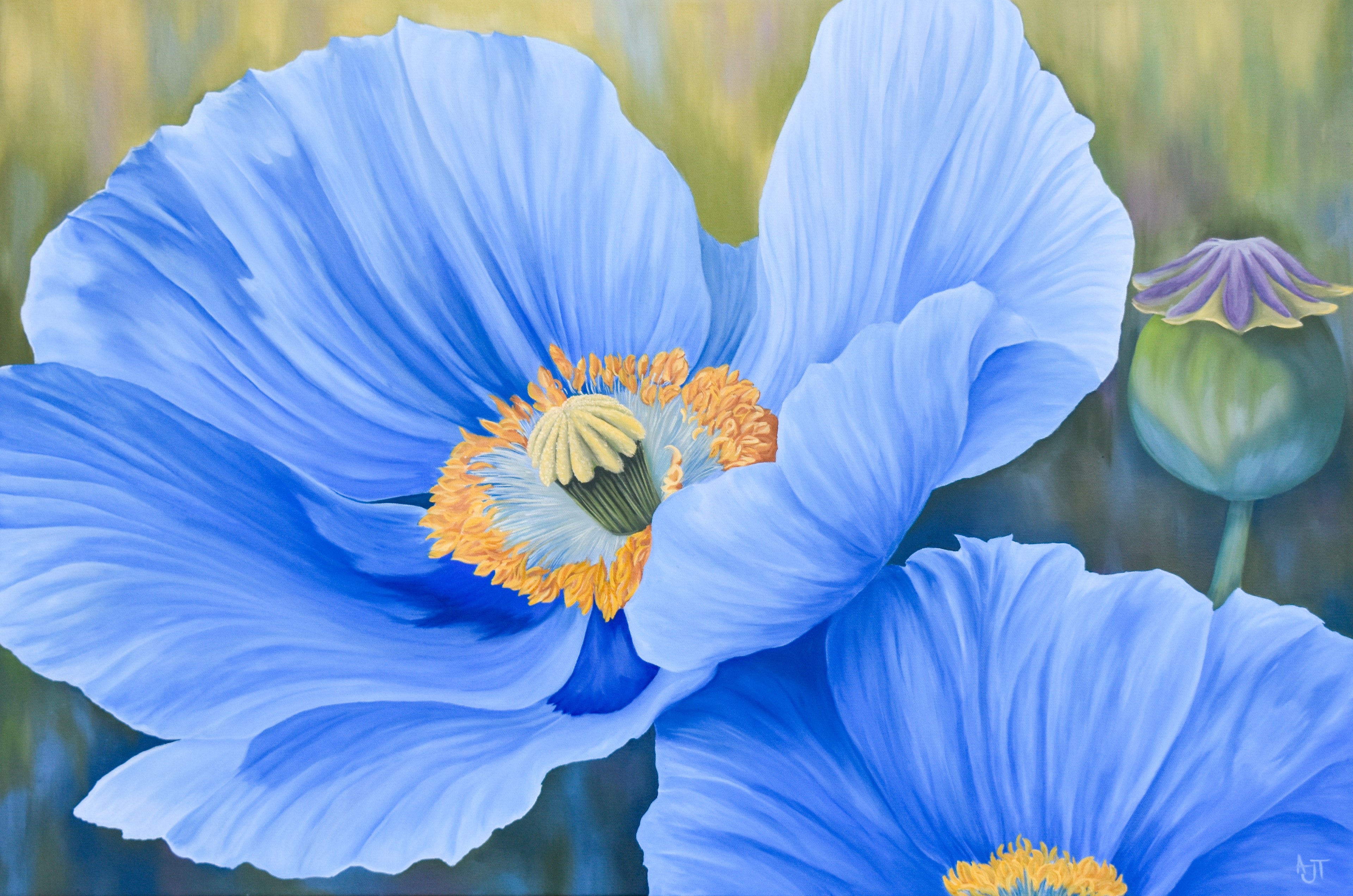 Blue Poppies